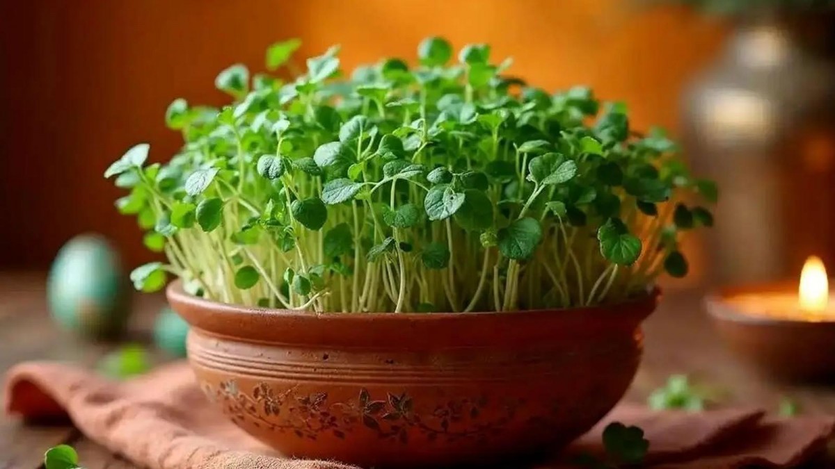آموزش کامل طرز سبزه انداختن سبزه عید برای سفره هفت سین